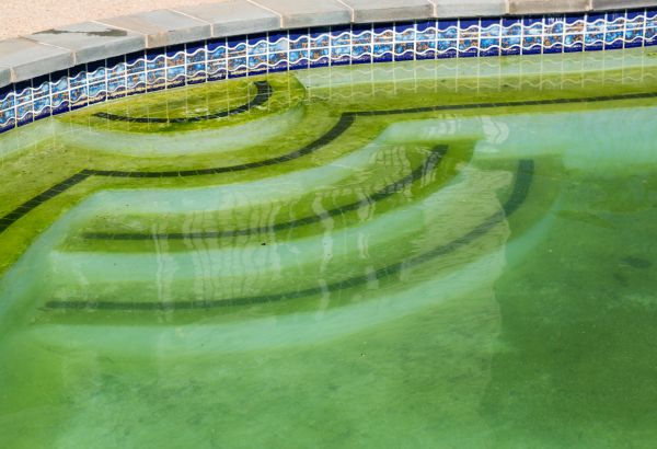 Pool Deck Algae Removal in Fort Collins